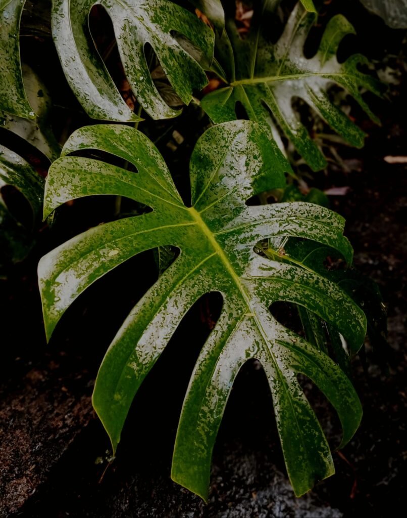 WhatsApp Image 2025-07-13 at 19.04.07