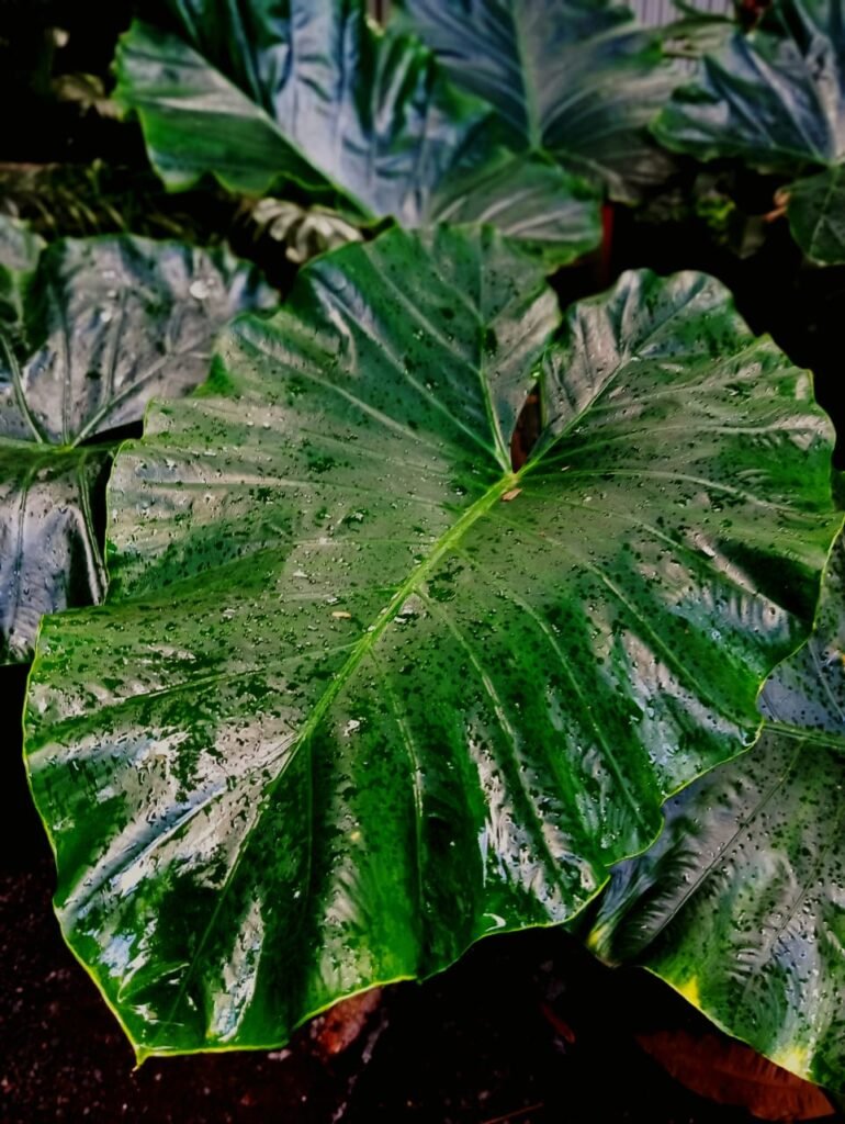 WhatsApp Image 2025-07-13 at 19.06.44 (1)